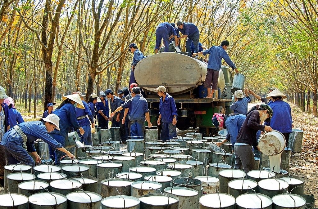 Xuất khẩu cao su năm 2020 ước đạt 2,38 tỷ USD